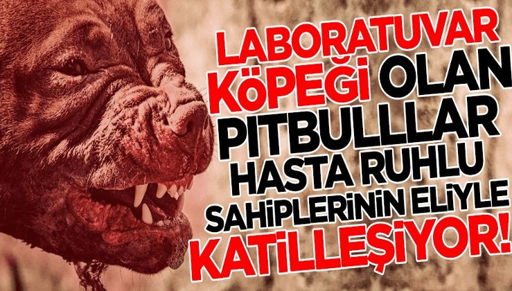 Laboratuvar köpeği olan pitbullar, hasta ruhlu sahiplerinin eliyle katilleşiyor!