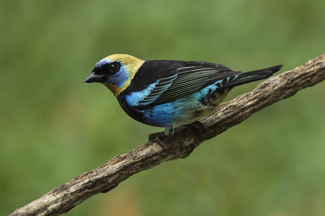 Tangara larvata Golden-Hooded Tanager