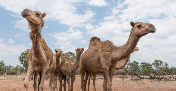 Son dakika: Avustralya'daki deve katliamını durdurmak için imza kampanyası başlatıldı.