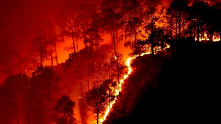 Suriye'de orman yangınları sürüyor