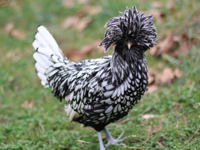 The Polish or Poland is a European breed of crested chickens known for ...