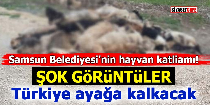 Samsun Belediyesi'nin hayvan katliamı! ŞOK GÖRÜNTÜLER! Türkiye ayağa kalkacak