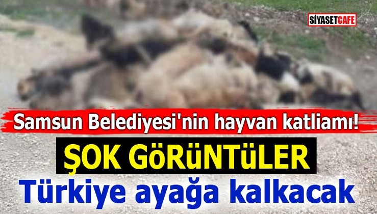 Samsun Belediyesi'nin hayvan katliamı! ŞOK GÖRÜNTÜLER! Türkiye ayağa kalkacak
