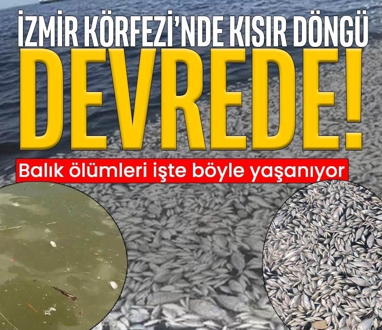 İzmir'de balık ölümleri kısır döngüye girdi! O 5 kaynak körfezin yükünü artırıyor