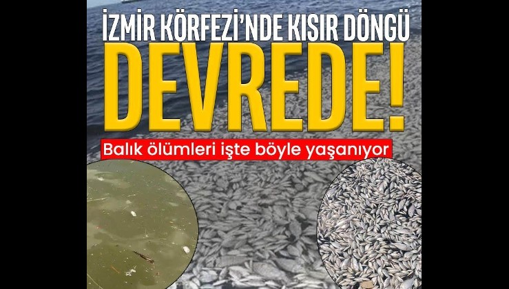 İzmir'de balık ölümleri kısır döngüye girdi! O 5 kaynak körfezin yükünü artırıyor
