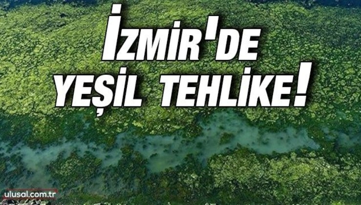İzmir'de yeşil tehlike: Körfezi deniz marulu kapladı