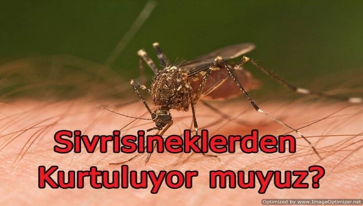 Sivrisineklerden Kurtulmanın Doğal Yolları
