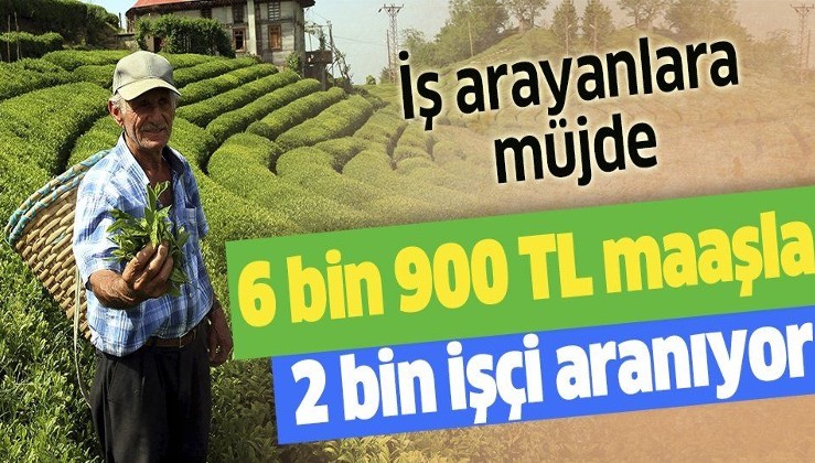 2 bin çay işçisi aranıyor! İşsizlere büyük müjde: 6 bin 900 TL maaş veriyorlar