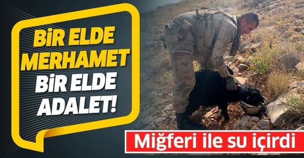"Yıldırım11 Herekol Operasyonu"nda görevli bir Mehmetçik dağda susuz kalan oğlağa miğferinden su içirdi