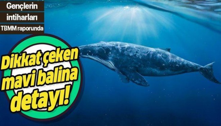 TBMM'den çarpıcı rapor! 150 gencin intiharında 'mavi balina' şüphesi! Mavi balina nedir?.