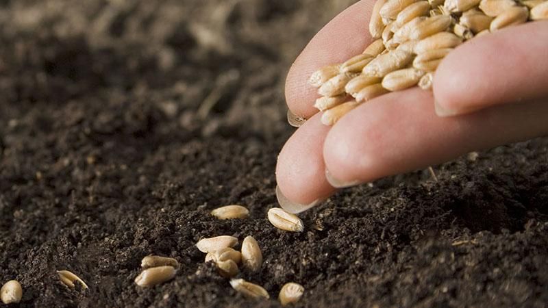 'Kısır tohum' uydurması ve buğday gerçekleri