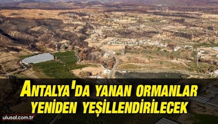 Antalya'da yanan ormanlar yeniden yeşillendirilecek