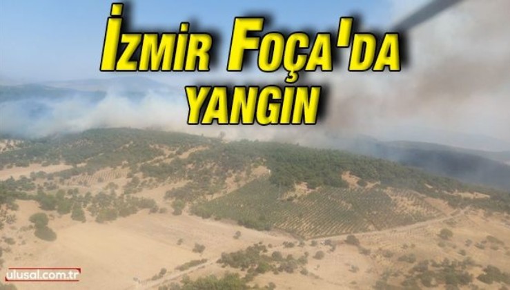 İzmir'in Foça ilçesinde yangın