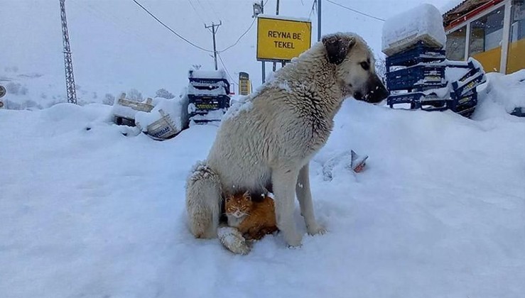 Kar yağışından korunmak isteyen kedi köpeğe sığındı