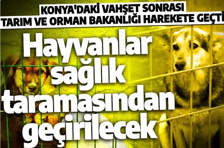 Tarım ve Orman Bakanlığı'ndan Konya'daki vahşete ilişkin açıklama! 'Can dostlarımızın sağlık taraması yapılacak'