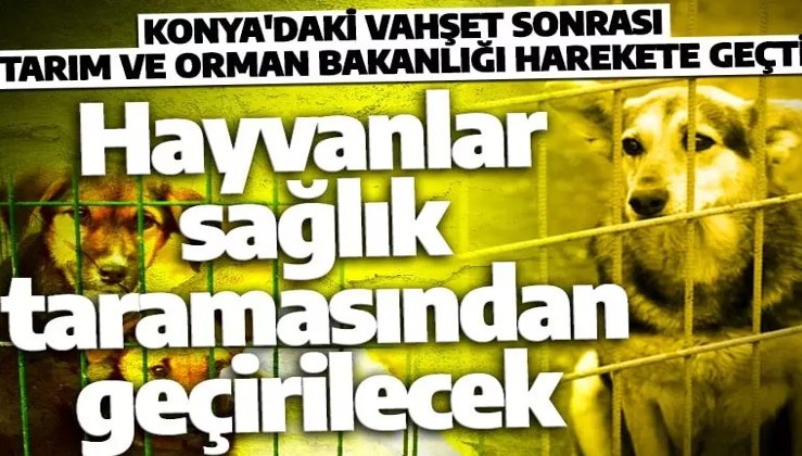 Tarım ve Orman Bakanlığı'ndan Konya'daki vahşete ilişkin açıklama! 'Can dostlarımızın sağlık taraması yapılacak'