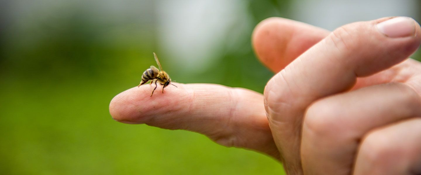 Arı sokmasına ne iyi gelir?