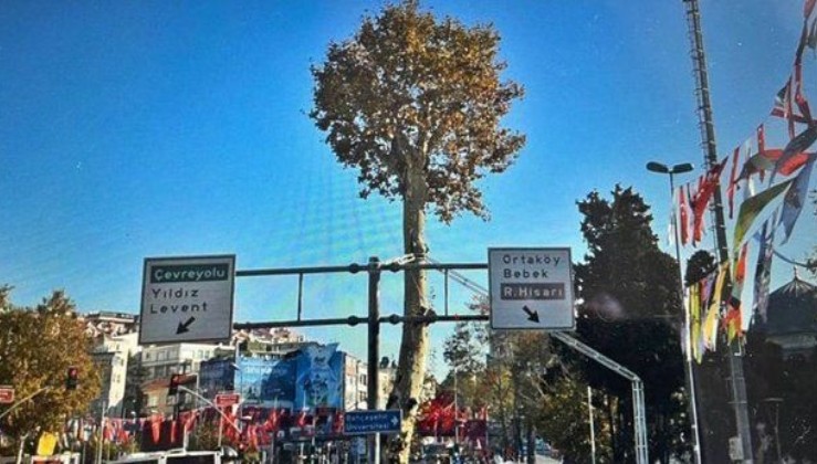 İBB Beşiktaş'taki 150 yıllık anıt çınarı sessiz sedasız ortadan kaldırdı