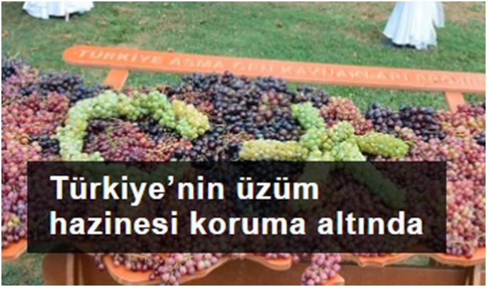 Türkiye’nin üzüm hazinesi koruma altında