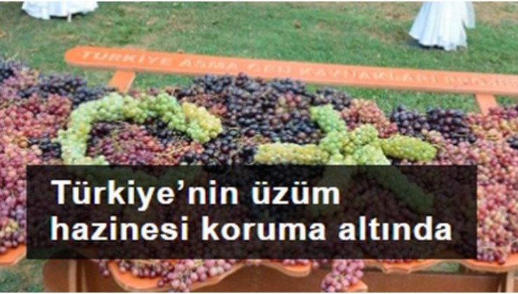 Türkiye’nin üzüm hazinesi koruma altında