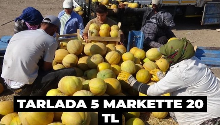 Tarlada 5 markette 20 TL