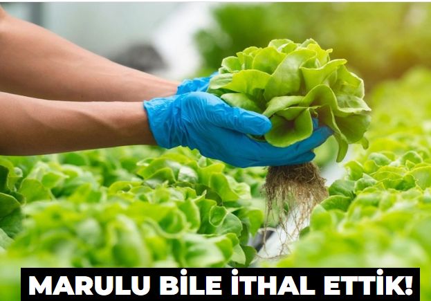 Üreticiye bir darbe daha! İthal marul soframıza girdi!
