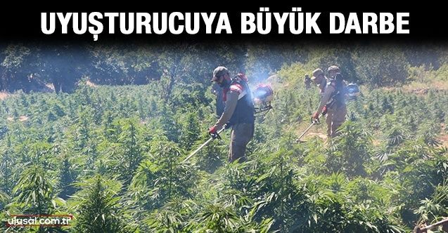 Diyarbakır'da narkoterör operasyonu: 3 milyon kök kenevir imha edildi