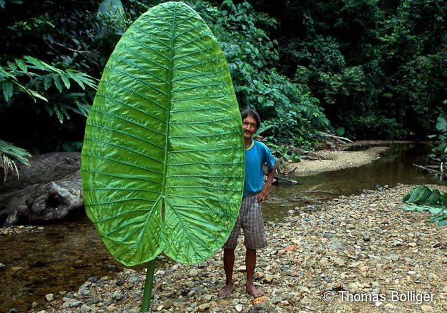 What Is Another Name For Trees That Have Broad Leaves