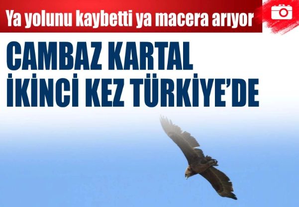 Cambaz Kartal ikinci kez Türkiye'de