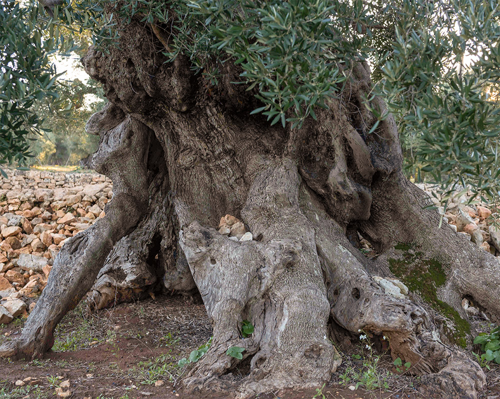 An Ancient Olive Tree In Puglia Italy Over 1500 Years Old 8655
