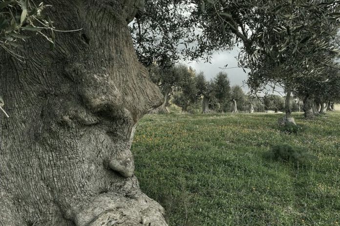 An Ancient Olive Tree In Puglia Italy Over 1500 Years Old 8403