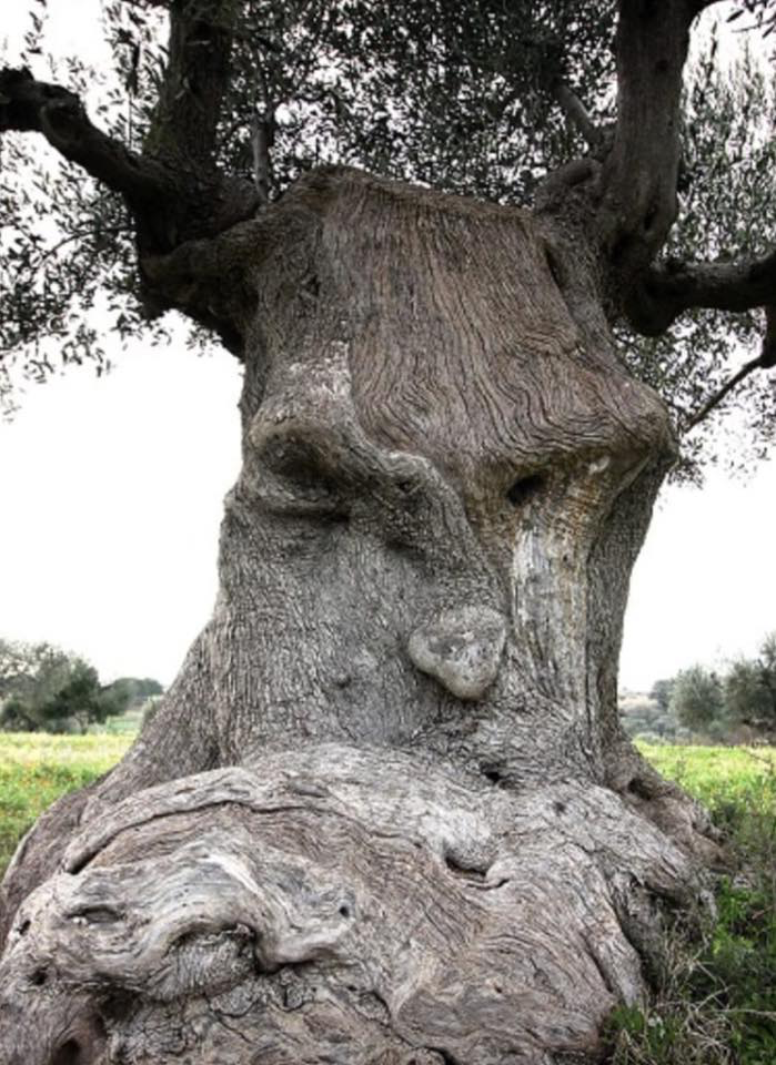 An Ancient Olive Tree In Puglia Italy Over 1500 Years Old 2626