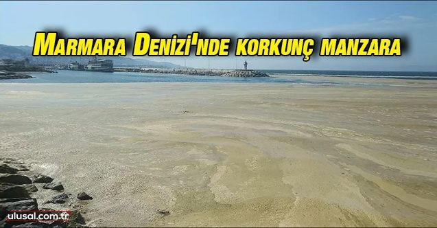 Marmara Denizi'nde salya kirliliği