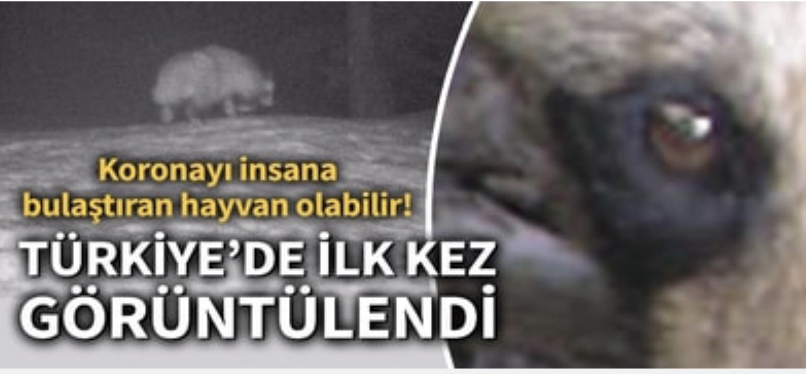 Son dakika... Türkiye’de ilk kez görülen koronavirüs şüphelisi rakun köpeği için uyarı