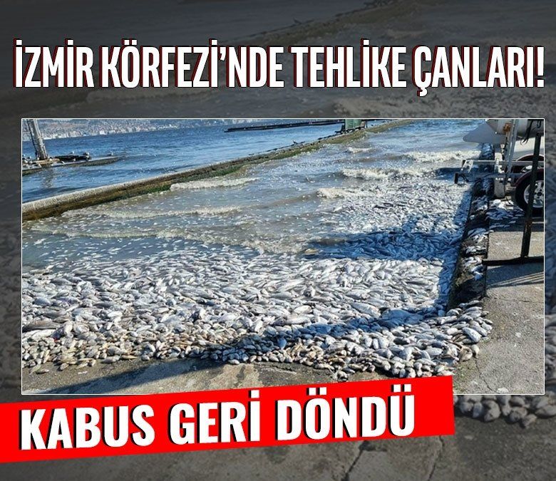 İzmir Körfezi’nde kötü koku ve ölü balıklar geri döndü! "Düzelir demekle kendimizi kandırmış oluruz"