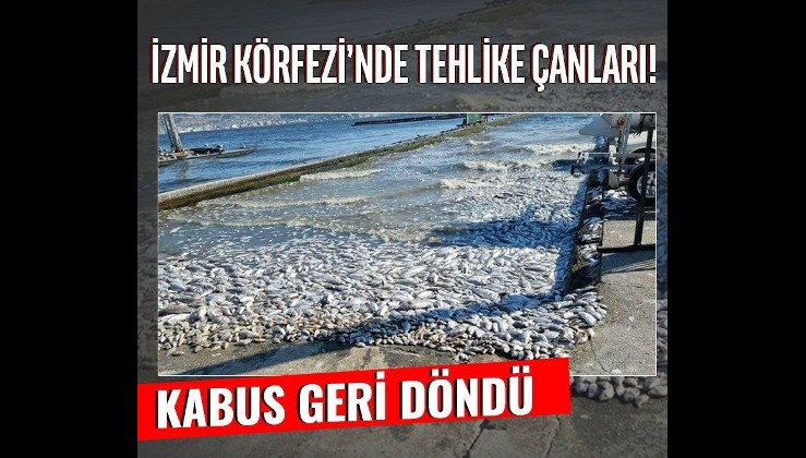 İzmir Körfezi’nde kötü koku ve ölü balıklar geri döndü! "Düzelir demekle kendimizi kandırmış oluruz"