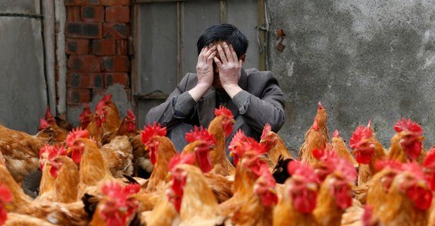 Japonya'da kuş gribi görülen eyalet sayısı 10'a yükseldi 3 milyon tavuk itlaf edildi