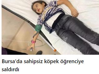 Bursa'da sahipsiz köpek öğrenciye saldırdı: 9 yaşındaki öğrenci yaralandı