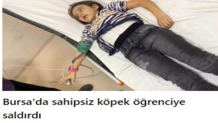 Bursa'da sahipsiz köpek öğrenciye saldırdı: 9 yaşındaki öğrenci yaralandı