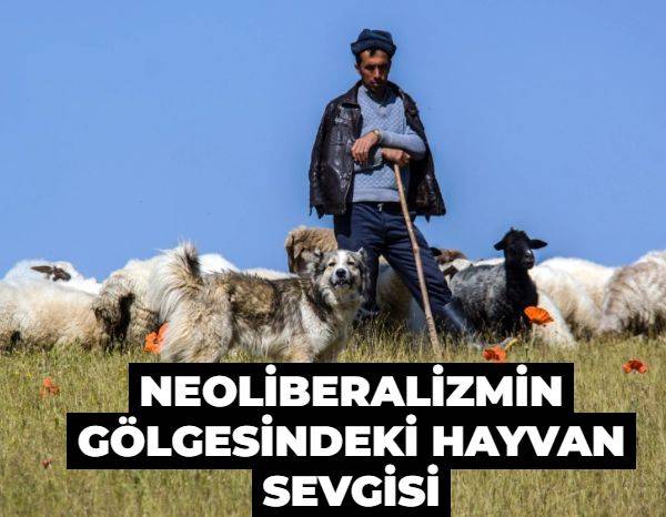 Neoliberalizmin gölgesindeki hayvan sevgisi
