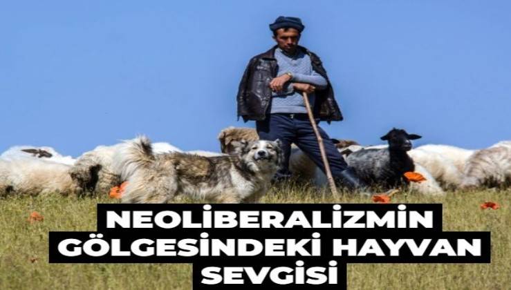 Neoliberalizmin gölgesindeki hayvan sevgisi