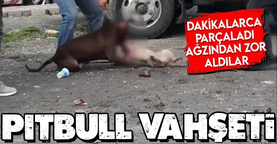 İstanbul'da pitbull vahşeti! Kediyi dakikalarca ağzından bırakmadı