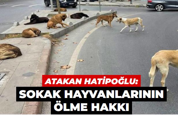 Sokak hayvanlarının ölme hakkı