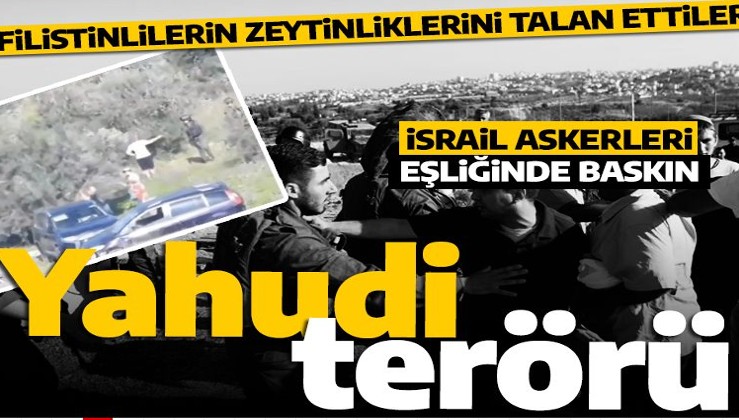 Yahudi teröristler İsrail askerlerinin eşliğinde Filistinlilerin zeytinliklerini talan etti!